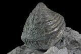 Brachiopod (Mucrospirifer) Fossil - Windom Shale, NY #95953-2